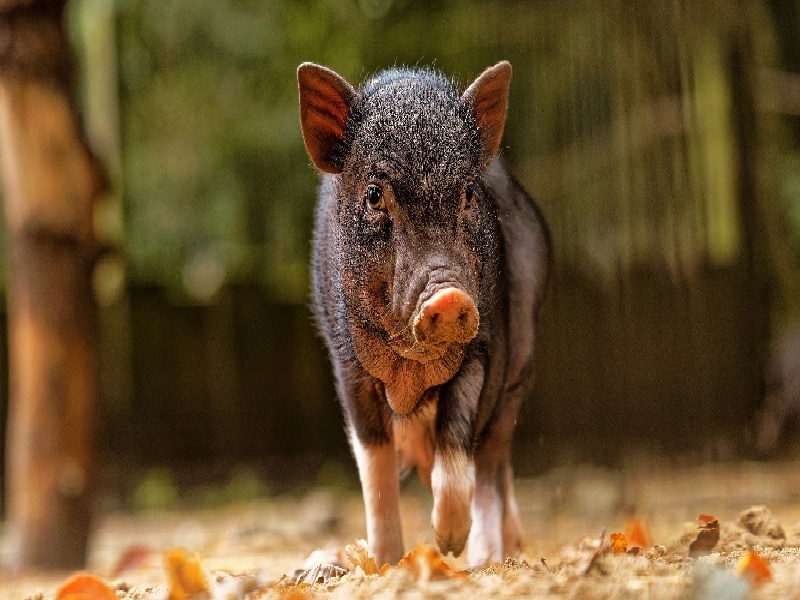 试管婴儿药物市场fsh高不给试管人造试管婴儿
